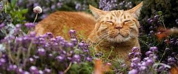 cat laying in spring flowers