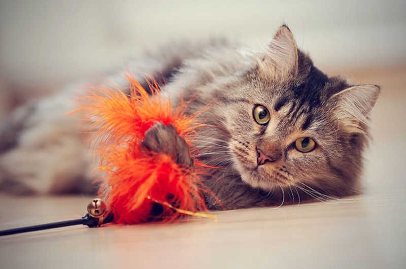 cat playing with boy