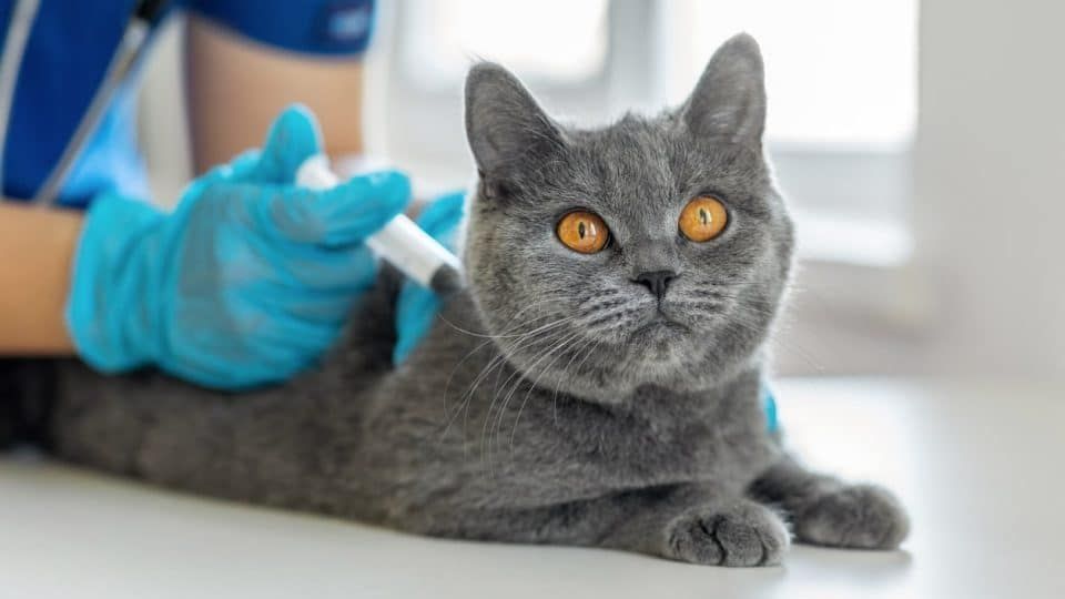 cat receiving vaccination