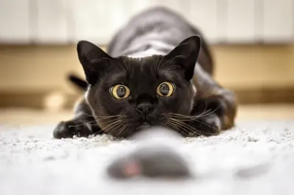 logo cat feet and tail