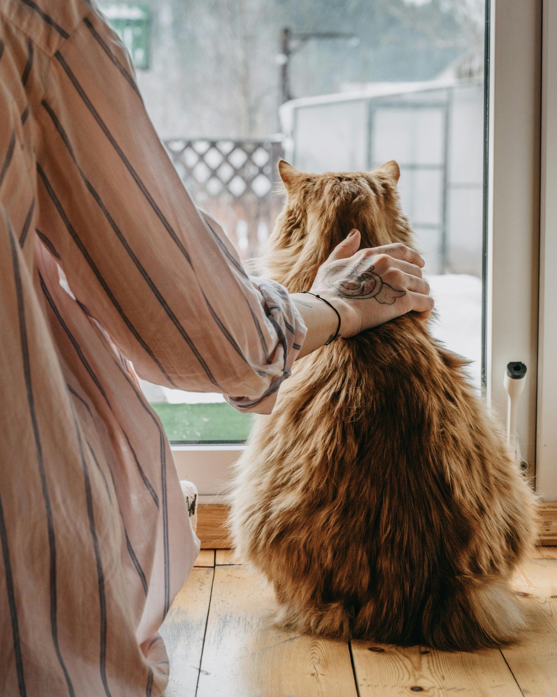 cat and human sitting at window looking out at snow