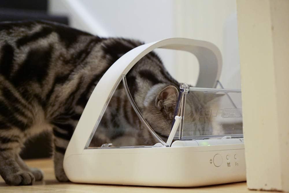 sure pet cat automated feeder