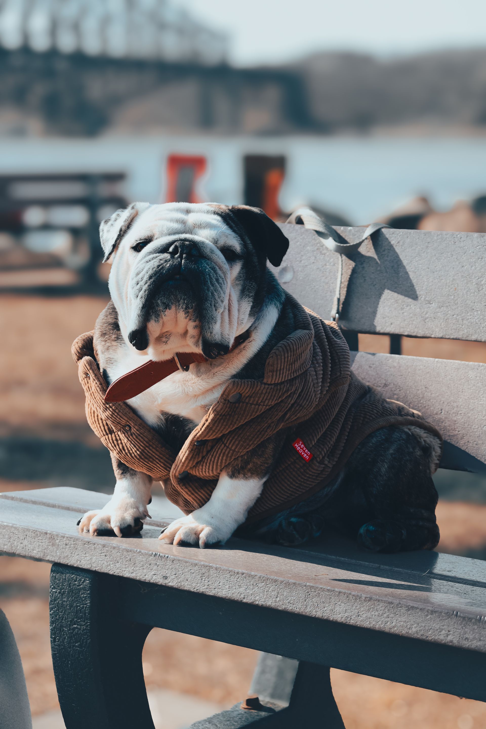 Bouledogue portant un pull marron, assis sur un banc de parc. Rivière et pont en arrière-plan.