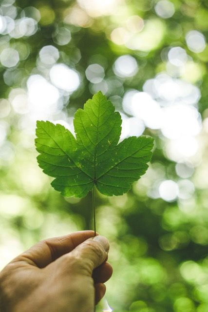 a person is holding a green leaf in their hand .