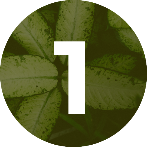 White number 1 on a green leaf background.
