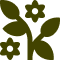 Olive green plant with leaves and three six-petaled flowers.