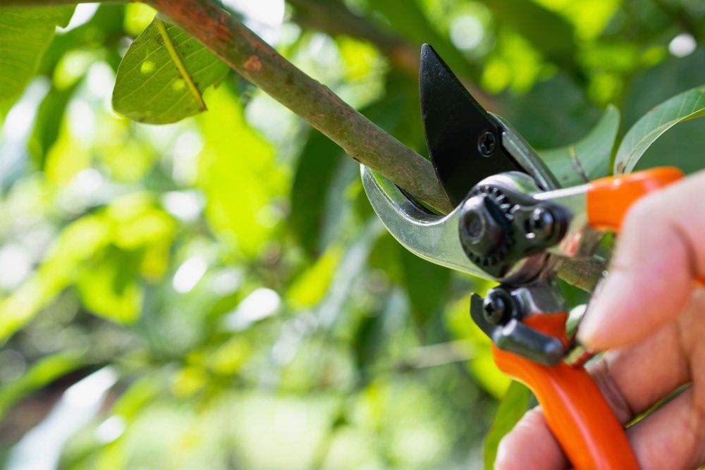 Gardener Trimming A Tree — Coal Valley, IL — Kymbyl Komplete Kare , INC.