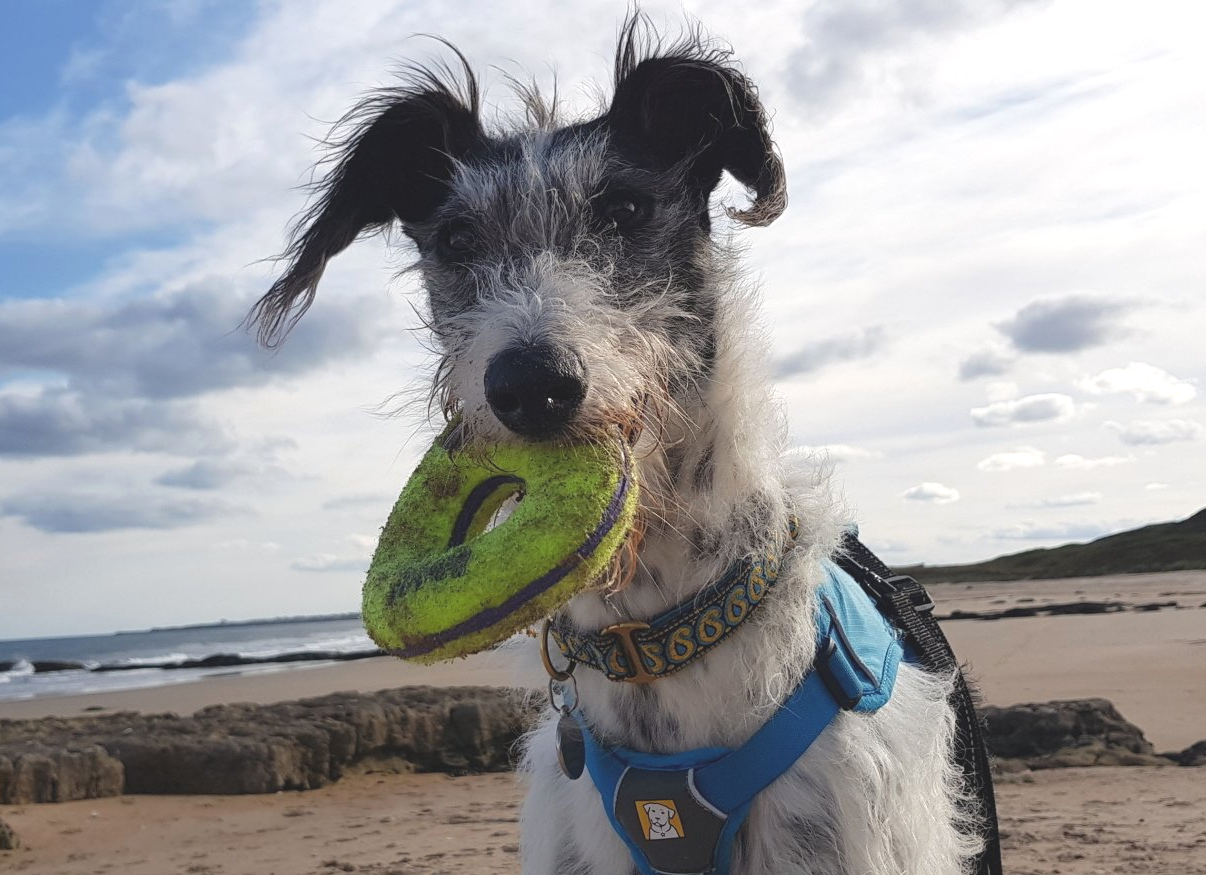 Your local pet supplier