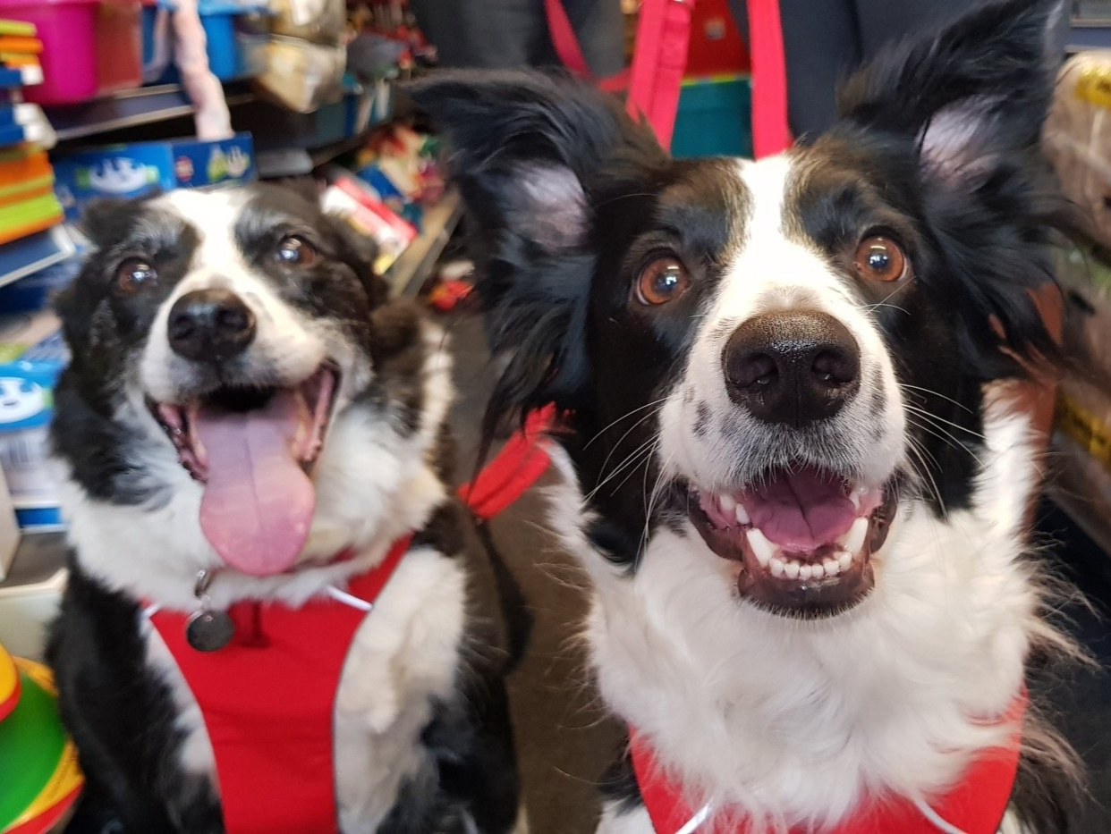 Taking care of all pet care needs