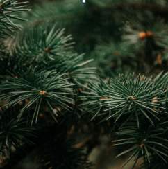 A close up of a pine tree branch with pine needles.