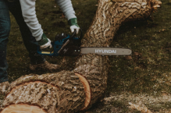 A person is cutting a tree with a chainsaw.