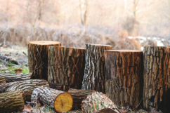 A pile of logs sitting on top of each other in a forest.