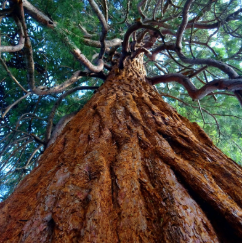 Looking up at a termite mound on top of a tree.