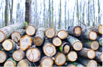 This is a picture of freshly chopped wood logs stacked on top of each other.