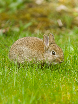 Columbian pygmy rabbit in a field of grass