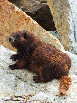 Vancouver Island marmot sitting on a rock