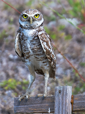 Burrowing owl perched on a wooden fence