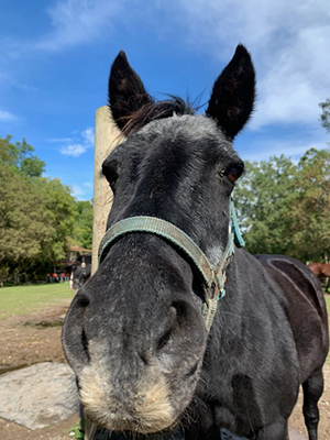 Lac La Croix indigenous pony