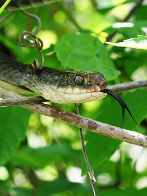 Blue racer snake in a tree