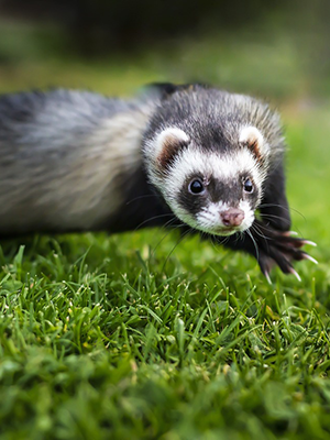 Black footed ferret