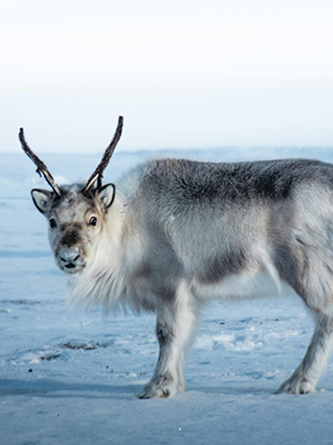 Peary caribou