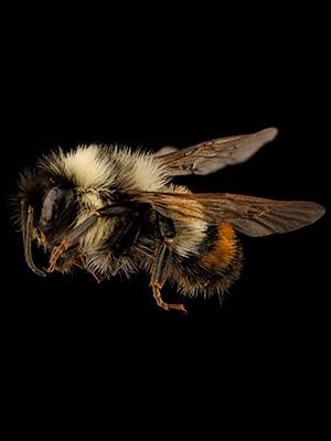 Rusty Patched Honey Bee