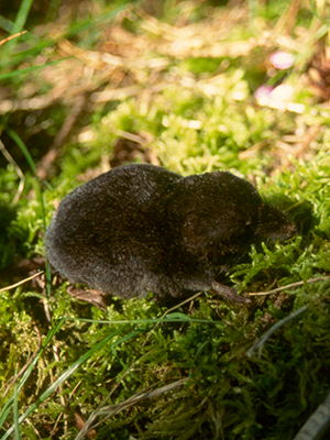 Pacific water shrew