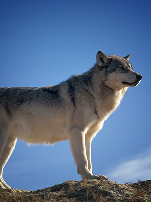 Gray wolf