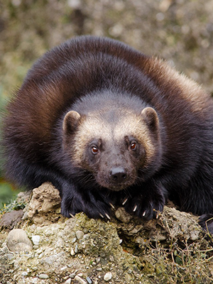 Wolverine resting on a rock