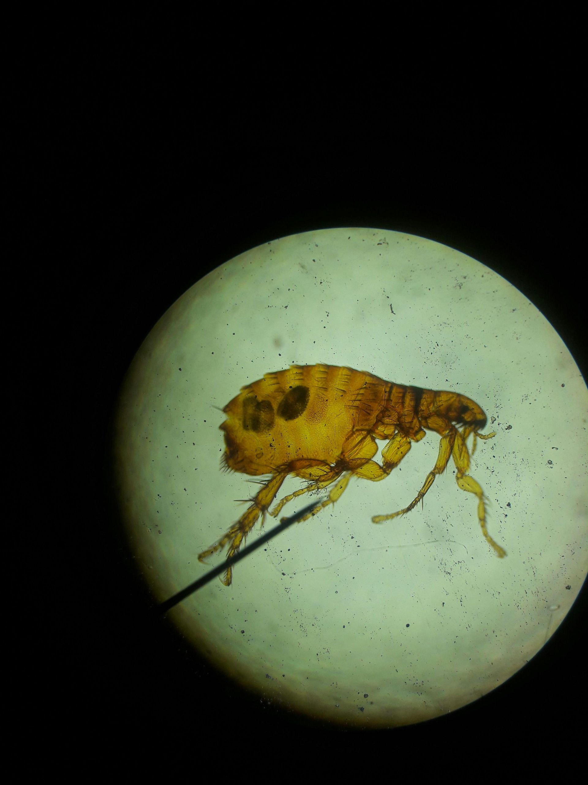 A close up of a flea under a microscope.