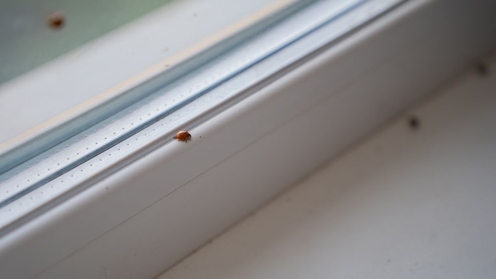 A close up of a ladybug on a window sill.