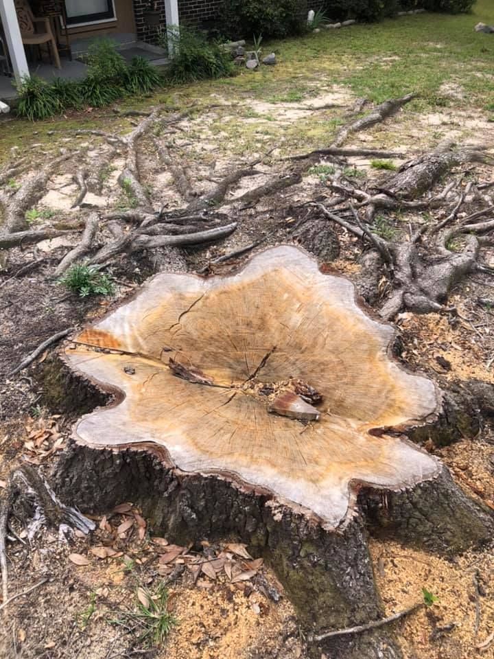 A tree stump with exposed rings sits in a yard surrounded by exposed roots and dirt.