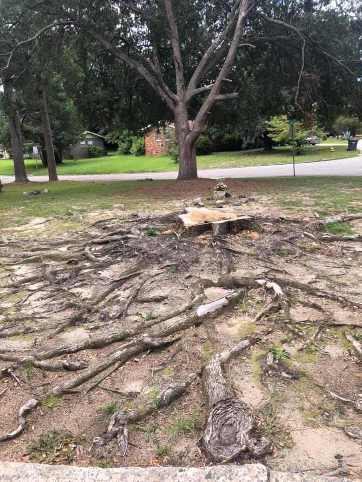 Stump and exposed roots of a recently cut-down tree in a grassy yard, with houses and street in the background.