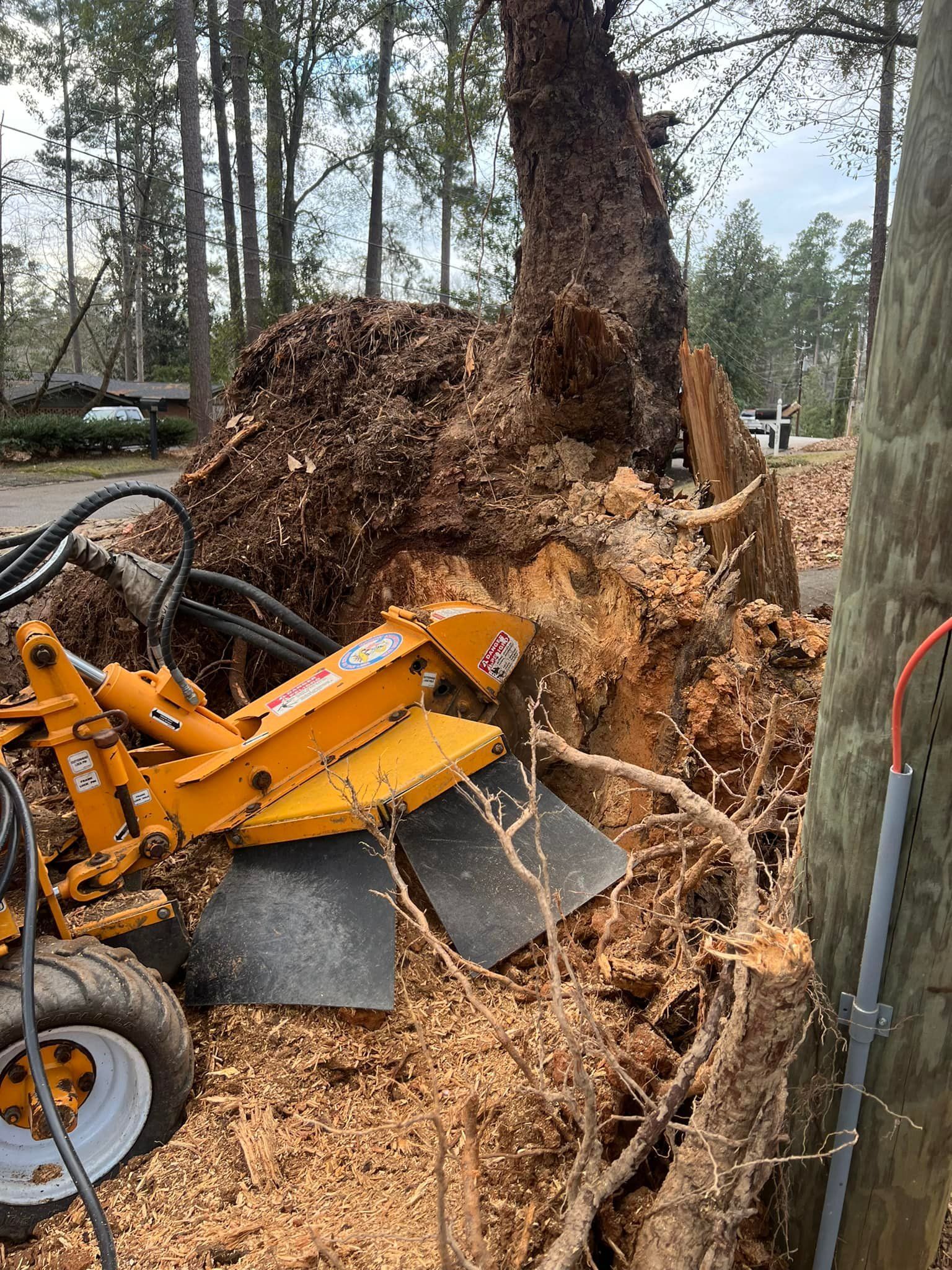 Yellow stump grinder next to a large tree stump, surrounded by wood chips, in a wooded area.