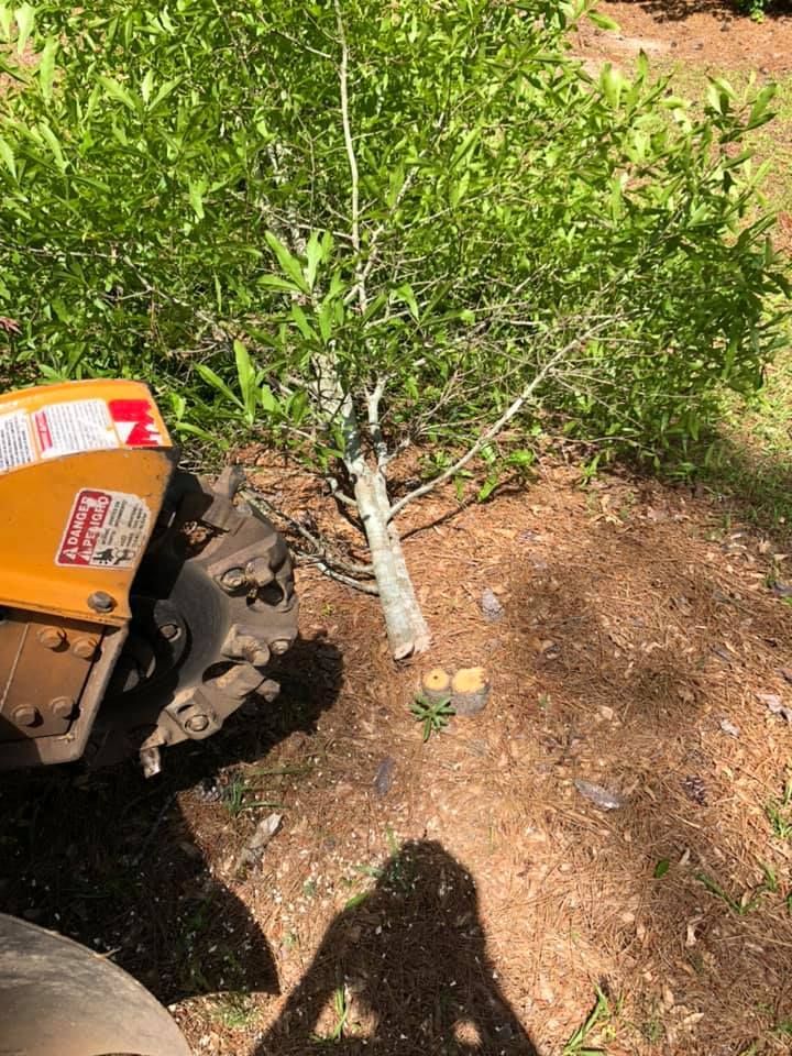 Stump grinder next to a small tree trunk, cutting it down. Brown mulch and green foliage in sunlight.