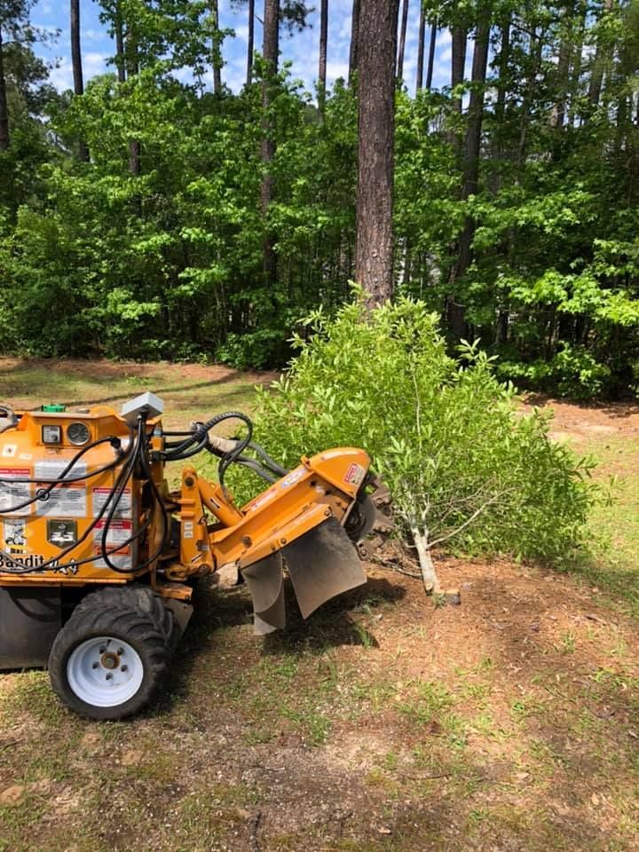 A yellow stump grinder working next to a tree and a pile of green brush in a grassy yard.