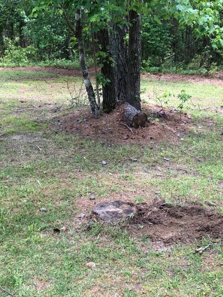 A tree trunk surrounded by grass, with a visible tree stump in the foreground.