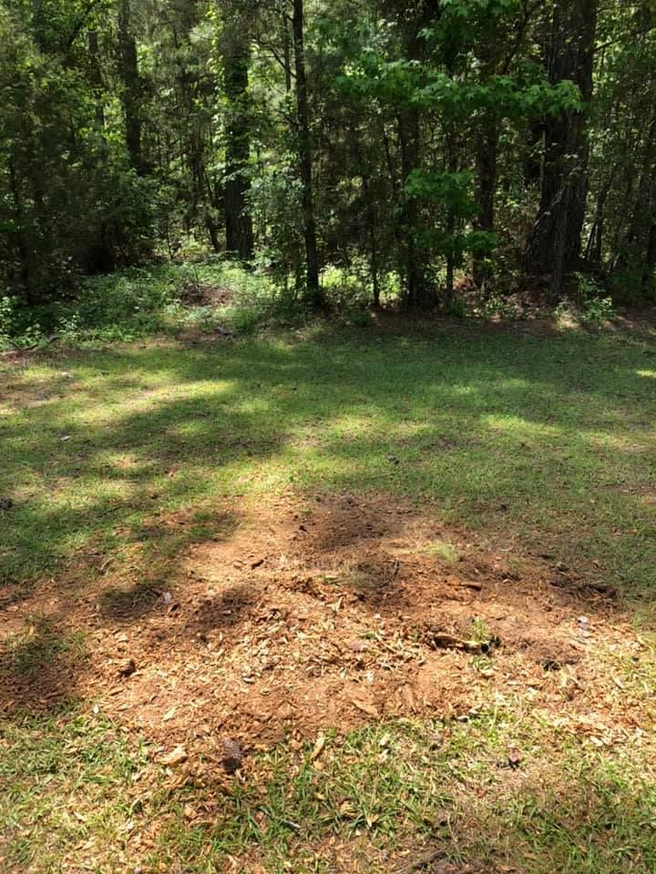 Grassy clearing with sunlight and shadows, surrounded by trees.