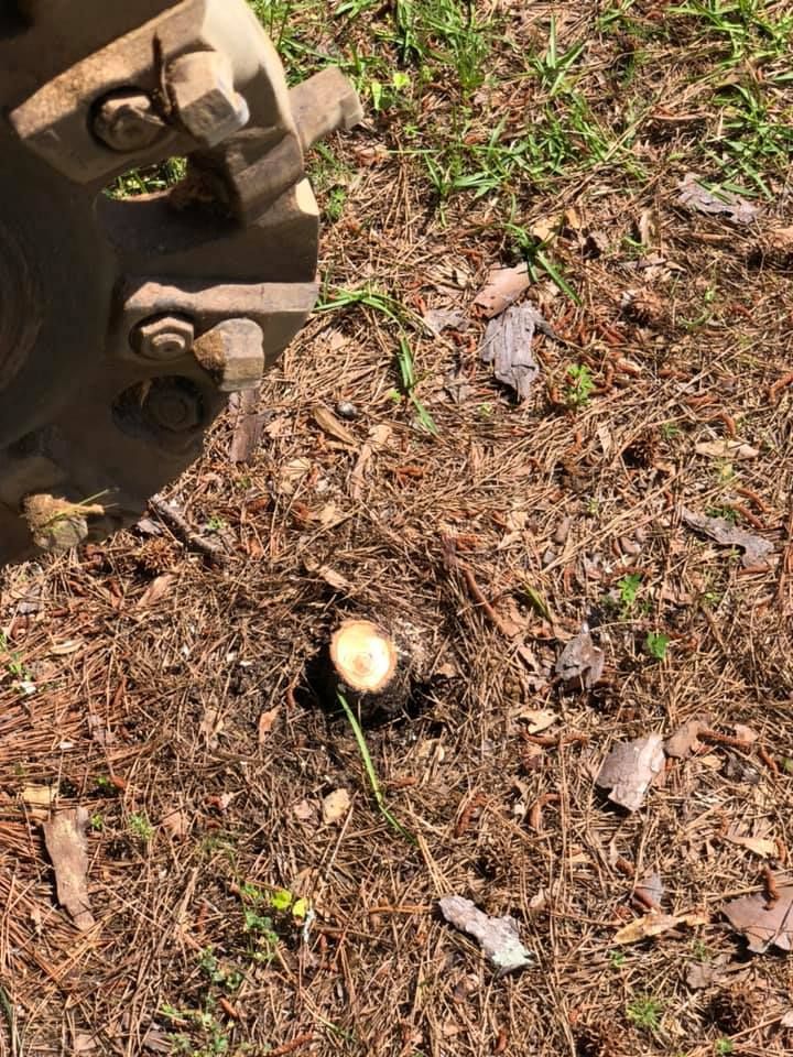 Close-up of a tree stump in brown mulch, with a piece of machinery on the upper left side.