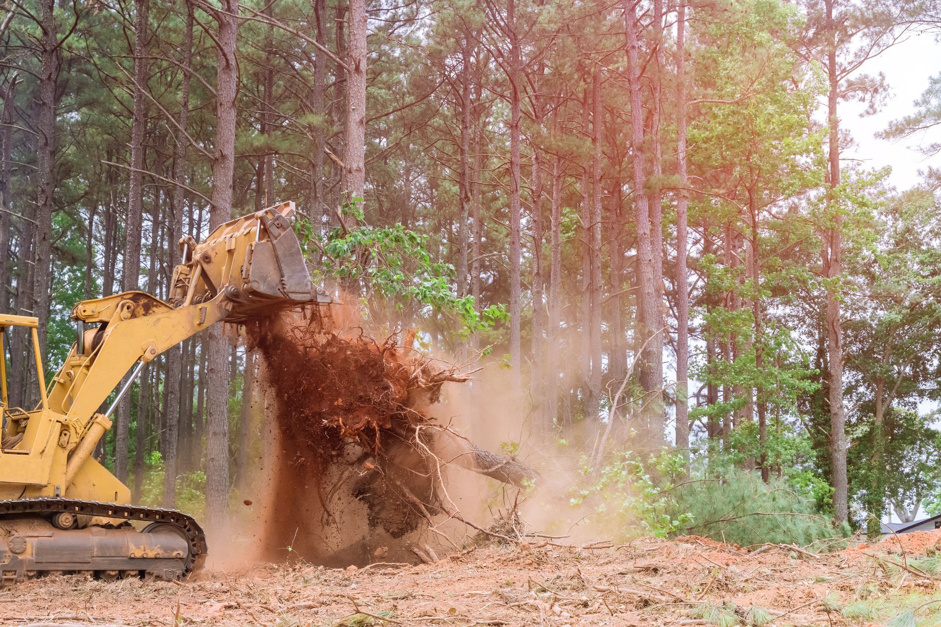 Lumberjack cutting a tree with a chainsaw; sawdust flying. Wearing safety gear.