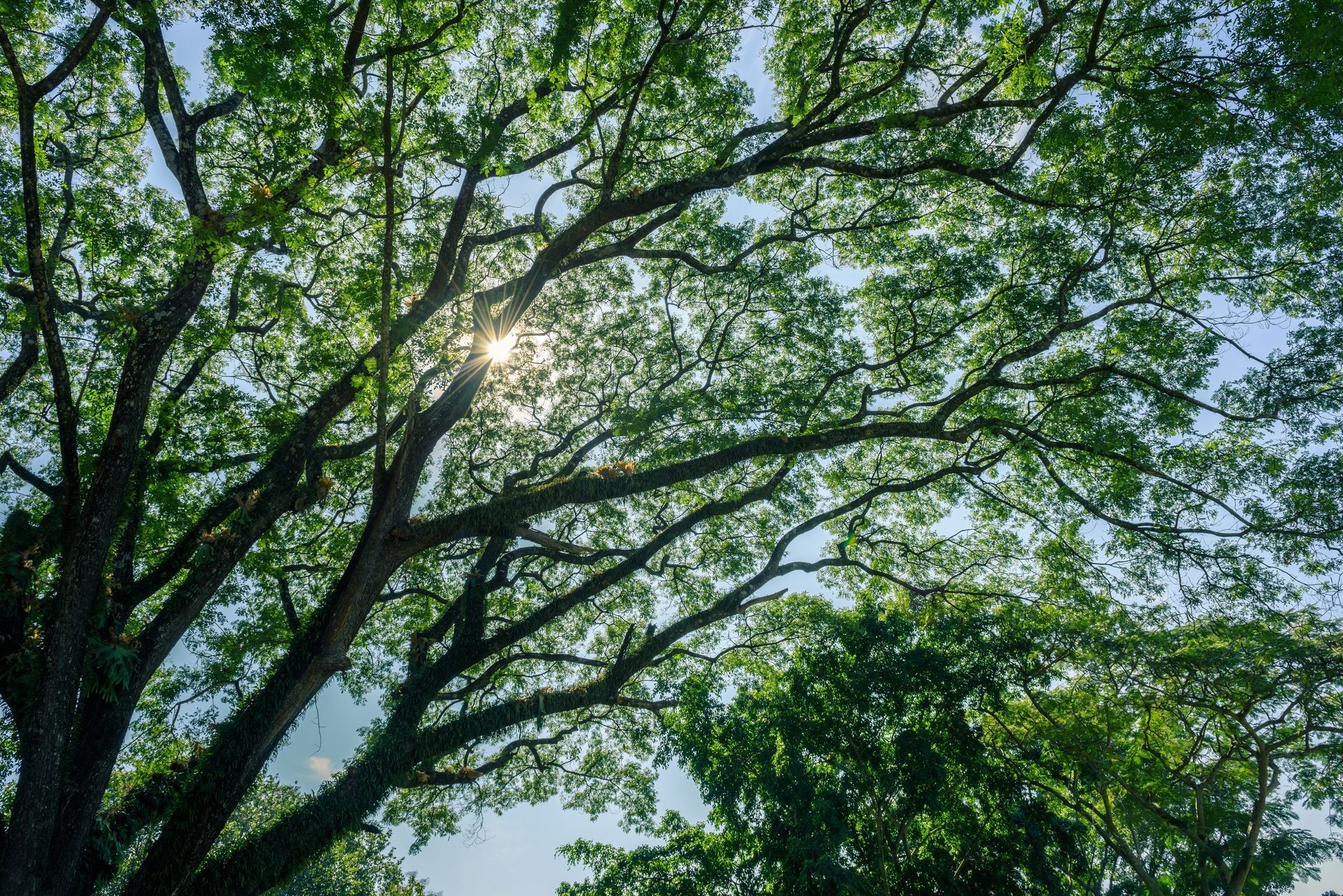 Tree Removal in Athens, GA