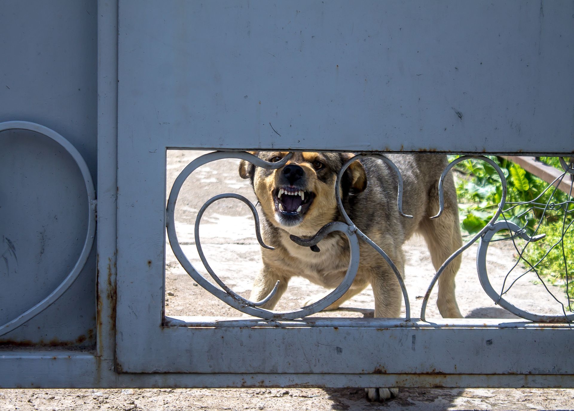 Dog peering through a metal gate opening, with mouth open and greenery behind it.