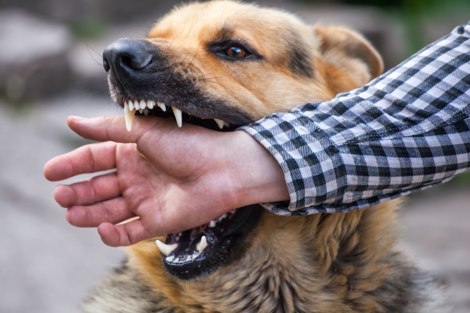 Dog biting a person’s hand while they pull it away, close-up outdoors