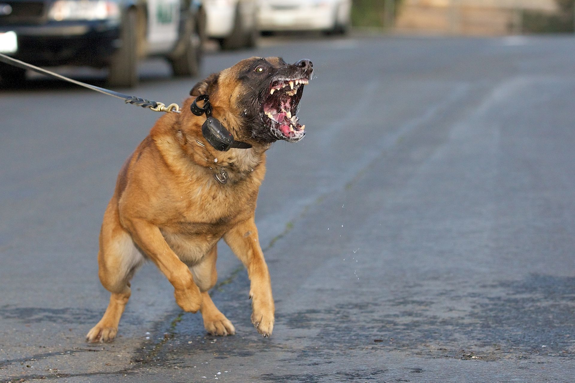 Brown dog barking on a leash in the middle of a road
