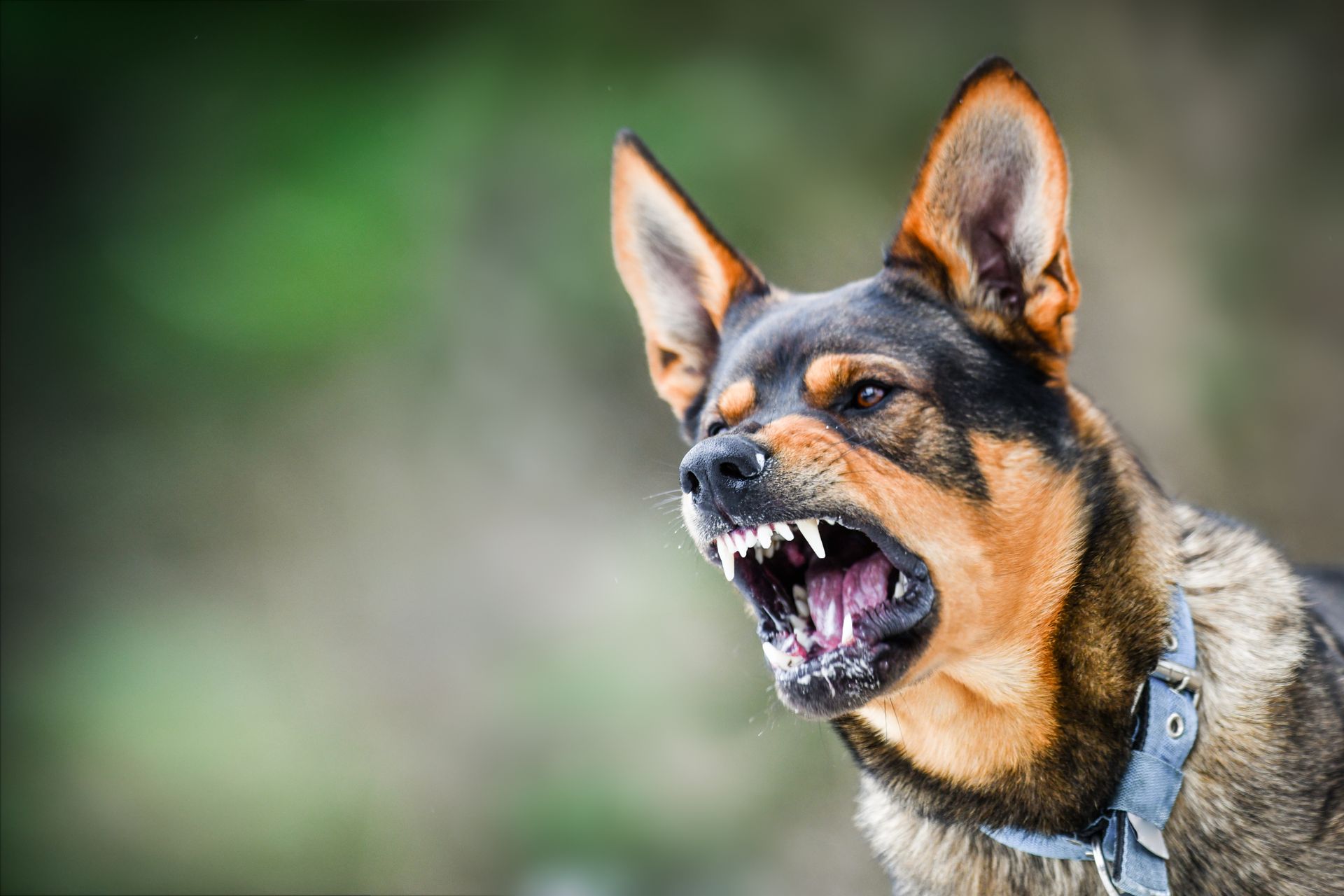 Alert tan dog barking with mouth open outdoors, wearing a gray collar.