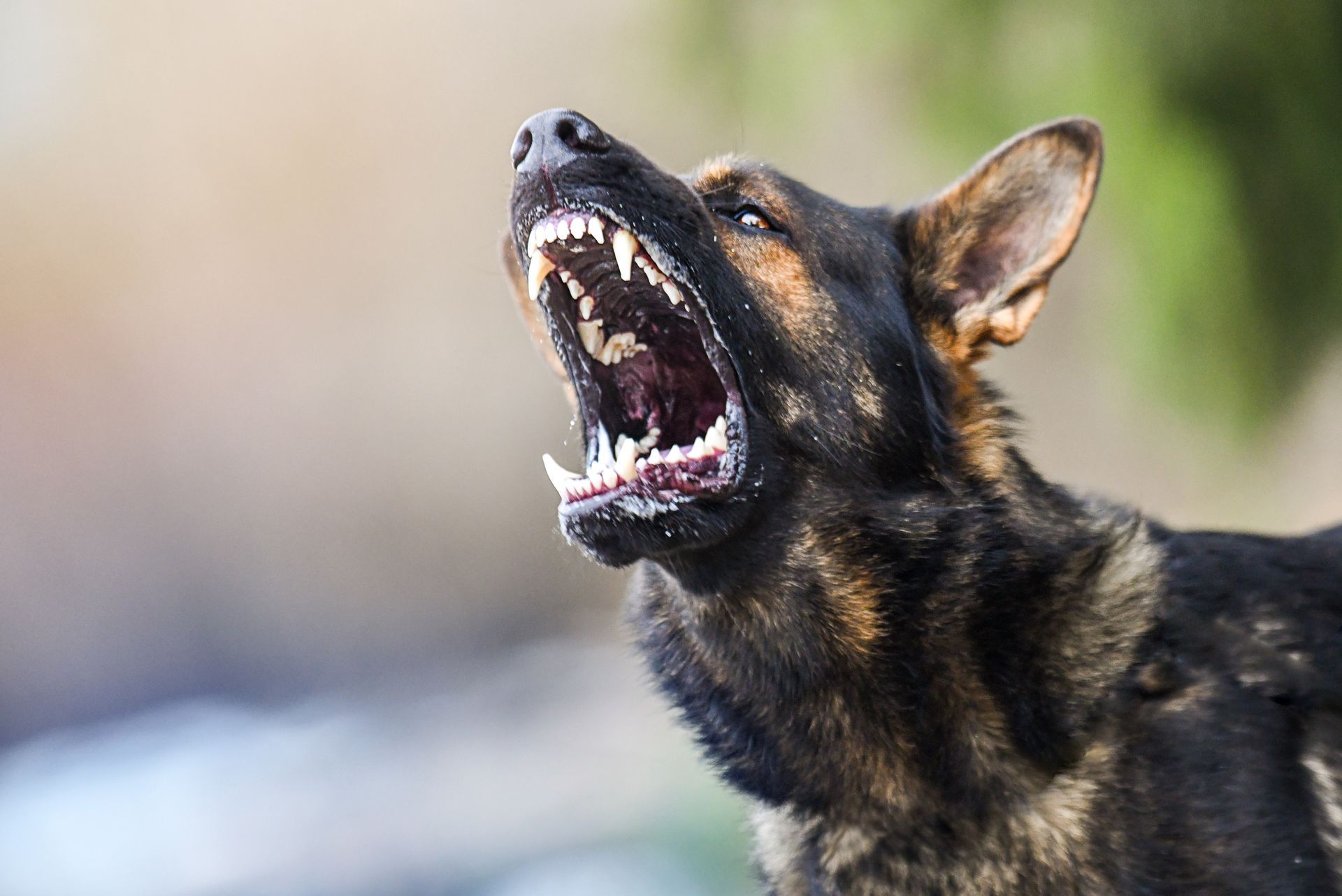 Black-and-tan German shepherd barking with mouth open, outdoors against a blurred background