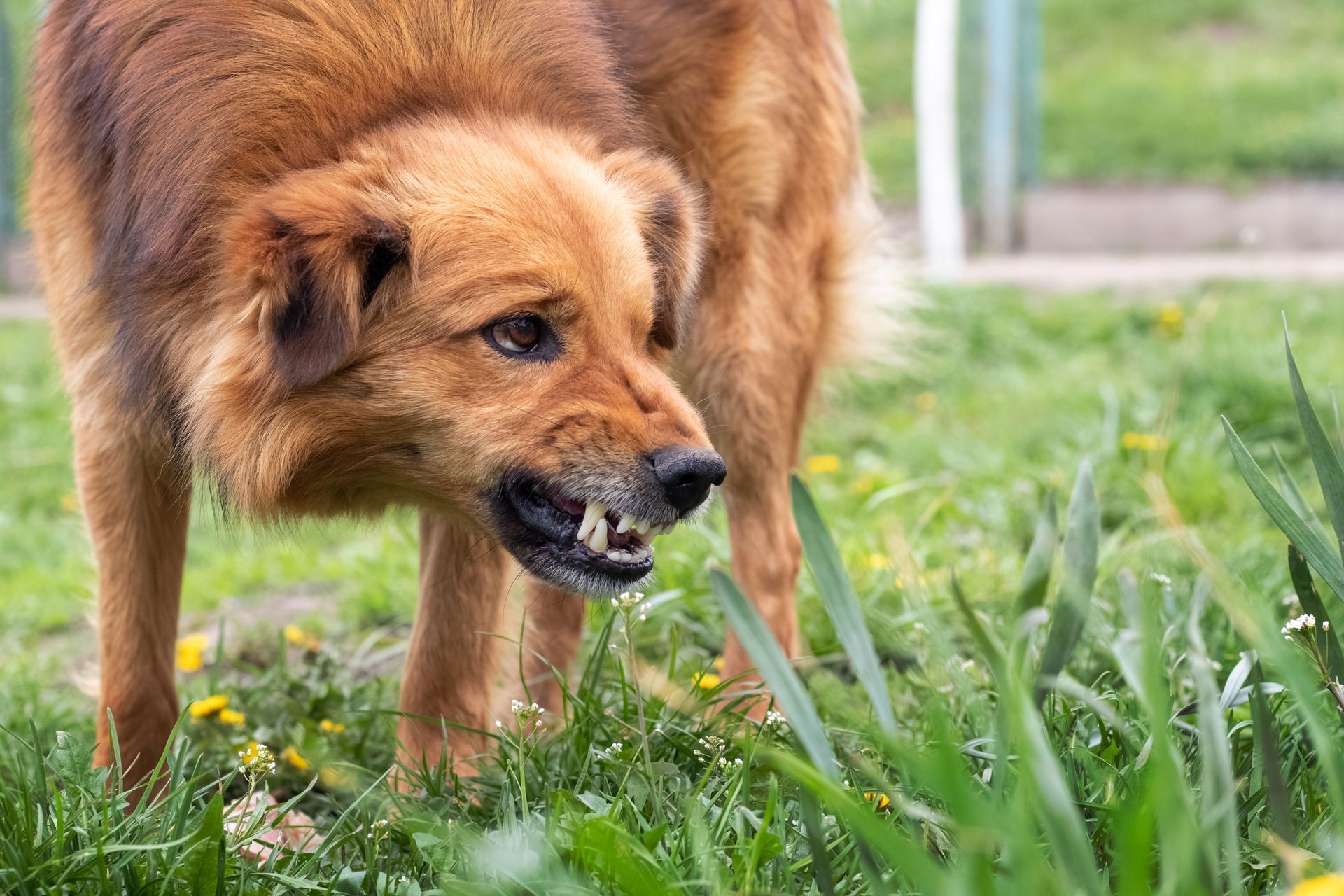 Brown dog snarling in grass, teeth bared with a shaggy coat and blurred yard background