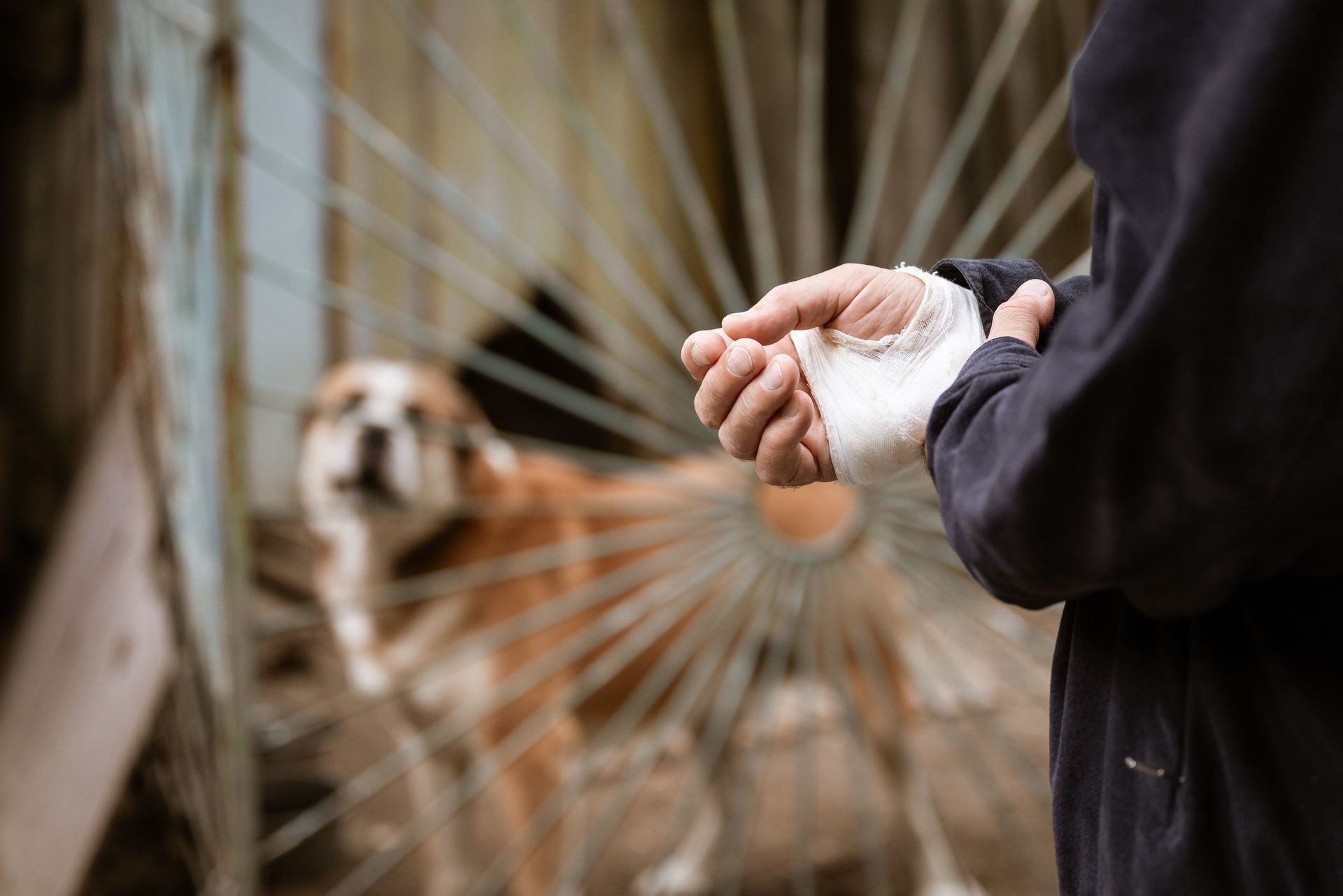 Person bandaging a hand while a dog looks on behind a wire fence