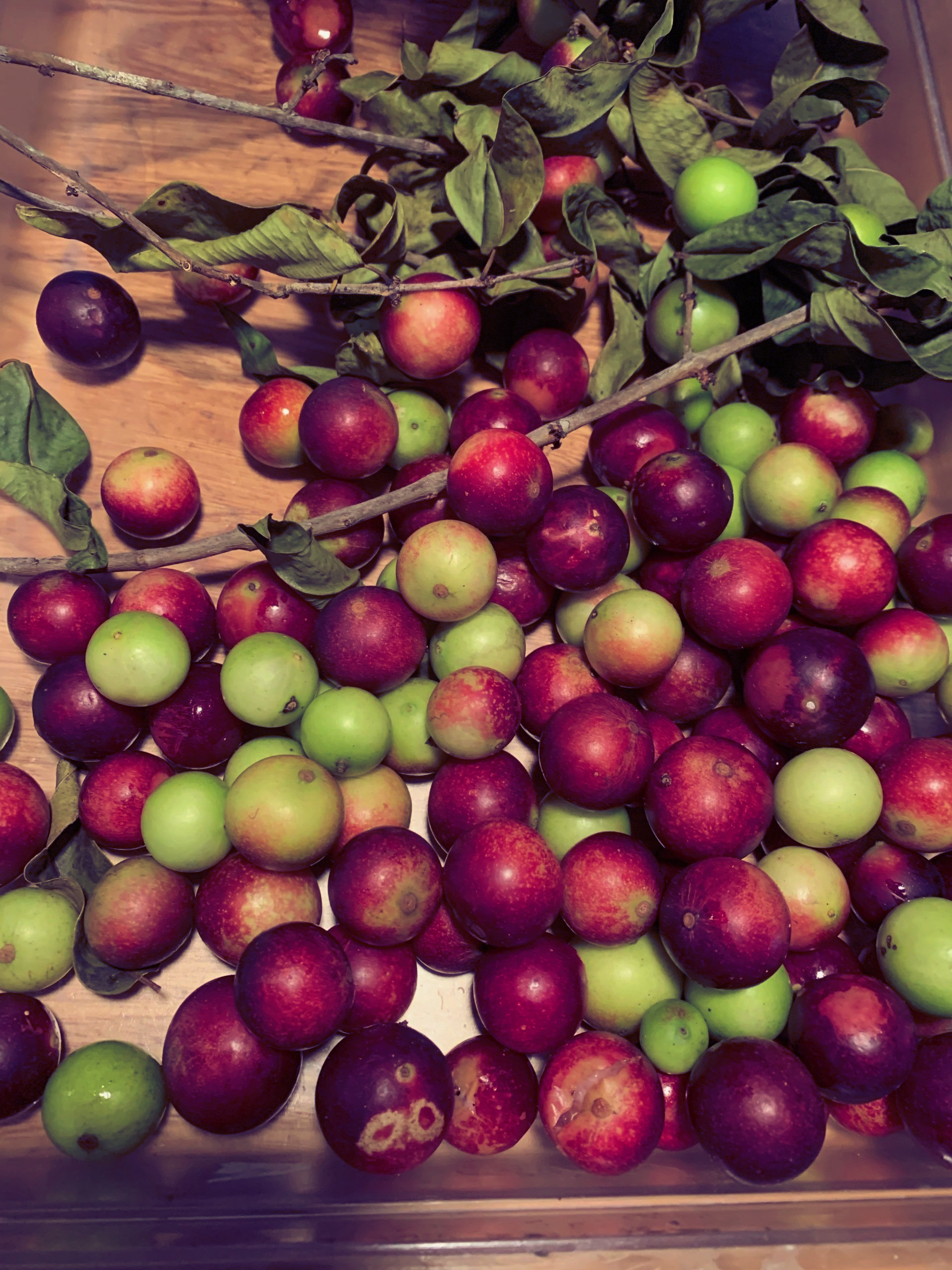 A bunch of green and red apples on a table
