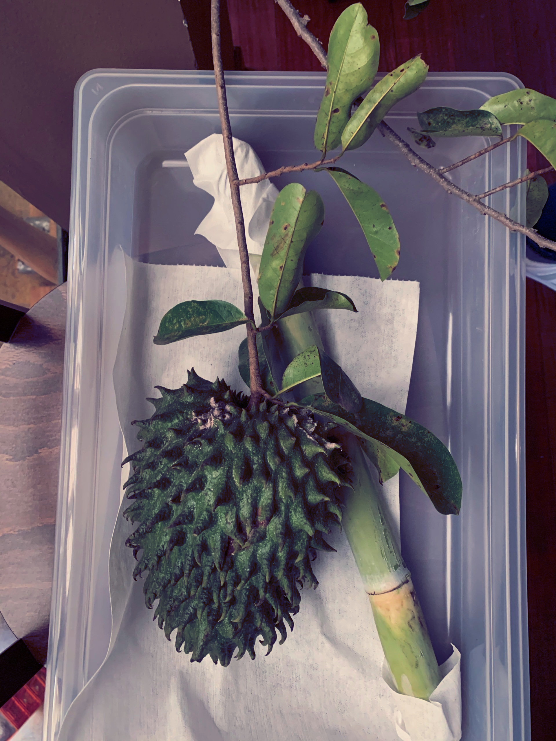 A green plant is in a plastic container on a table